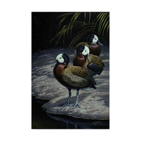 Wilhelm Goebel 'White Faced Whistling Ducks' Canvas Art,16x24